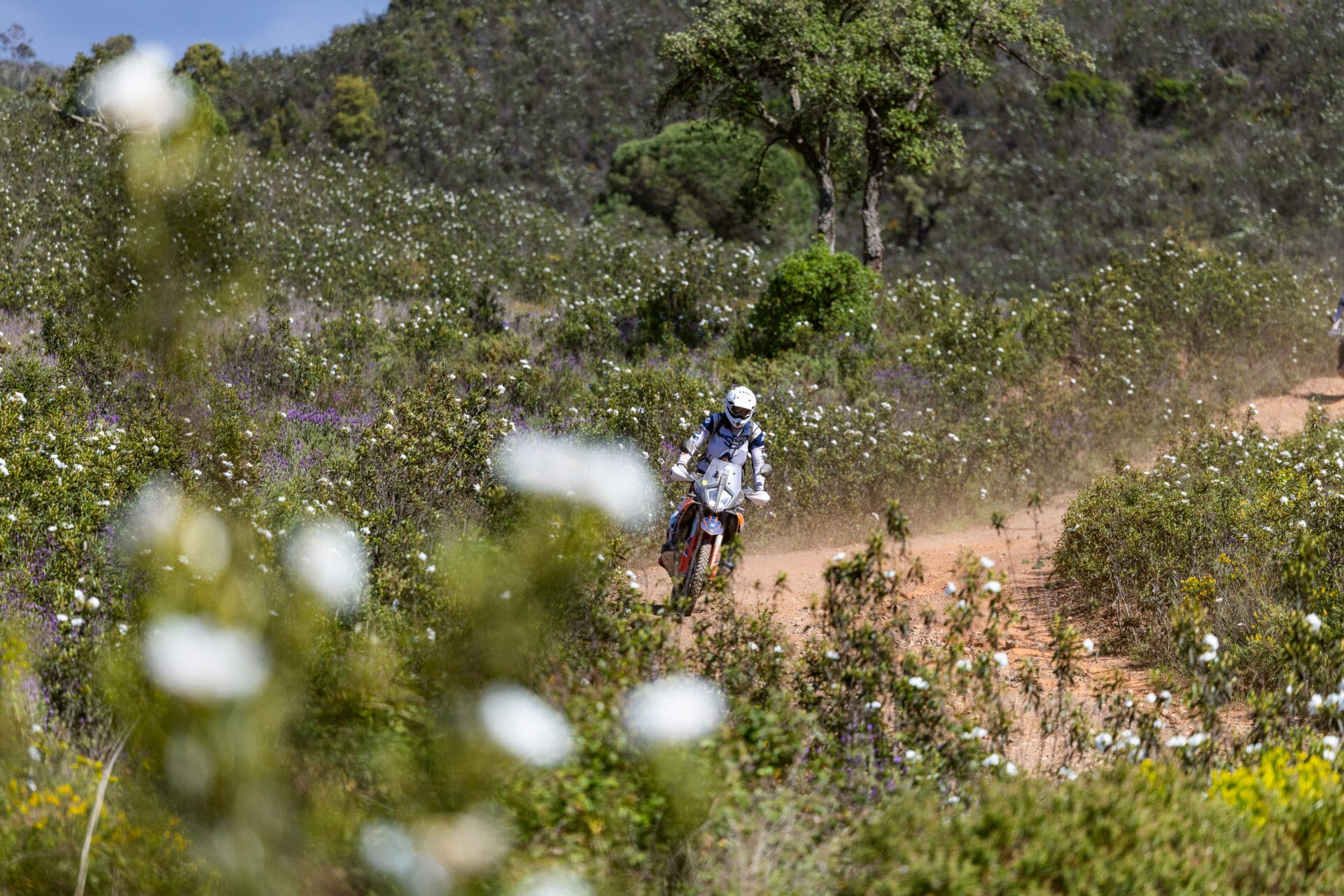 Rider on a KTM adventure bike on a dirt track through flowering shrubland in Portugal