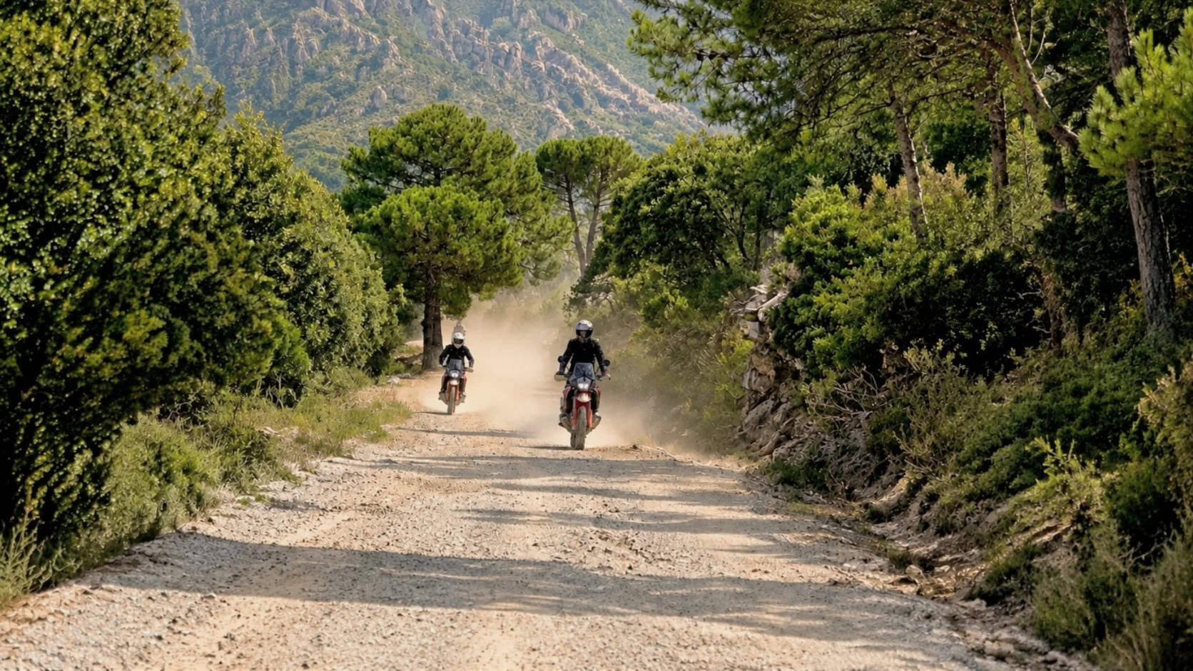 Two riders raising dust on a track through pine woods on the Sea to Gorafe Desert tour