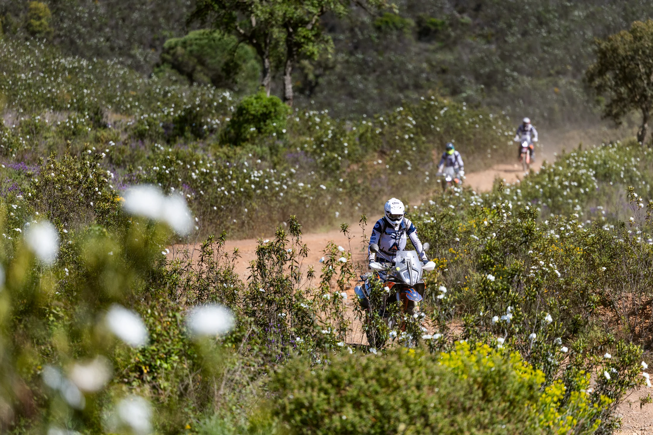 Riders on a dirt track through flowering rockrose shrubland