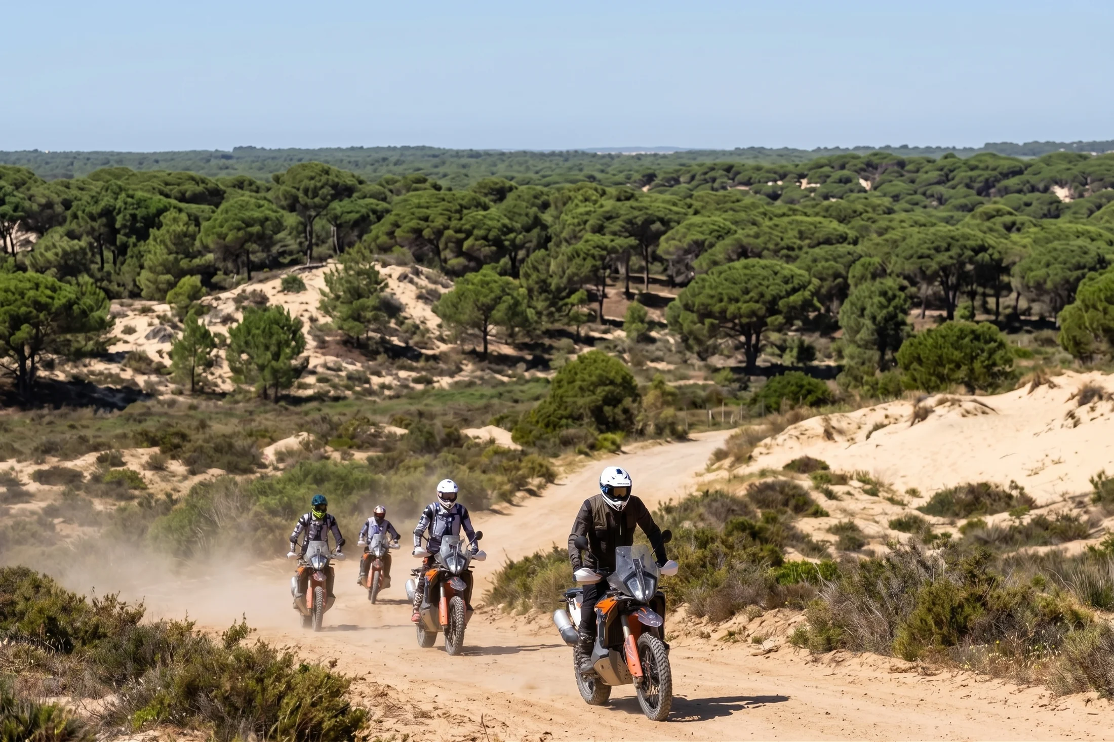 Riders on KTM adventure bikes on a sandy track through the umbrella pines of Doñana